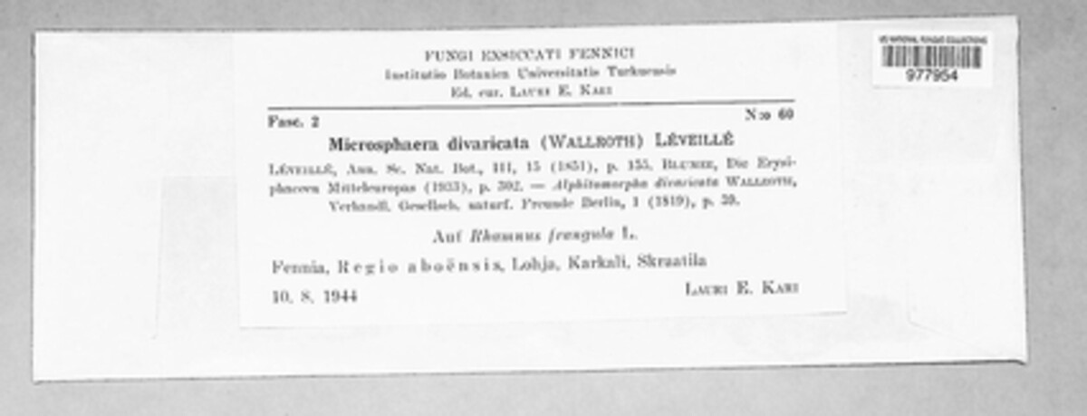 Erysiphe divaricata image